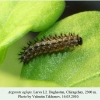 argynnis aglaja daghestan chiragchay larva l2